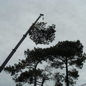 Abattage par démontage à la nacelle et grue en Pyrénées Atlantique 64 et Landes 40 4180 - ECHEGARAY Ñaño élagage