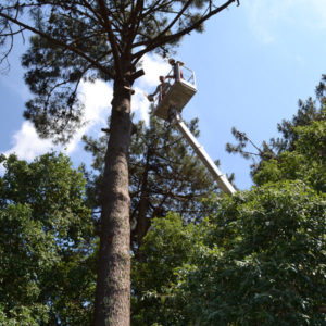 Abattage par démontage à la nacelle et grue en Pyrénées Atlantique 64 et Landes 40 865 - ECHEGARAY Ñaño élagage