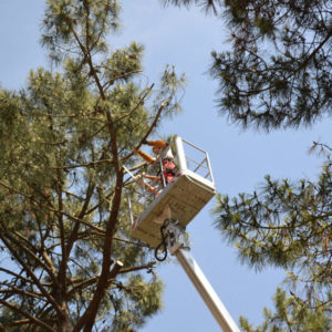 Abattage par démontage à la nacelle et grue en Pyrénées Atlantique 64 et Landes 40 870-2 - ECHEGARAY Ñaño élagage
