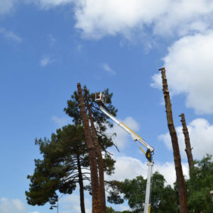 Abattage par démontage à la nacelle et grue en Pyrénées Atlantique 64 et Landes 40 886 - ECHEGARAY Ñaño élagage