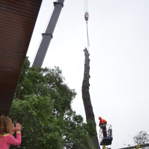 Abattage par démontage à la nacelle et grue en Pyrénées Atlantique 64 et Landes 40 971 - ECHEGARAY Ñaño élagage