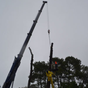 Abattage par démontage à la nacelle et grue en Pyrénées Atlantique 64 et Landes 40 990-2 - ECHEGARAY Ñaño élagage