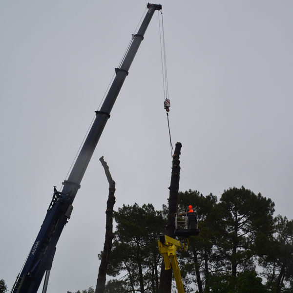 Abattage par démontage à la nacelle et grue en Pyrénées Atlantique 64 et Landes 40 990 - ECHEGARAY Ñaño élagage