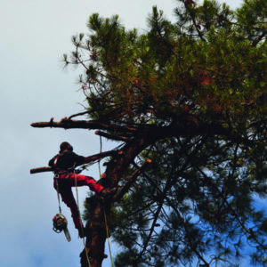 Abattage par démontage sur corde en Pyrénées Atlantique 64 et Landes 40 820 - ECHEGARAY Ñaño élagage