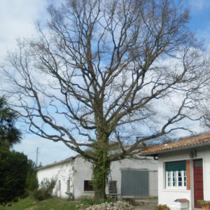Taille douce des arbres en Pyrénées Atlantique 64 et Landes 40 2672 - ECHEGARAY Ñaño élagage