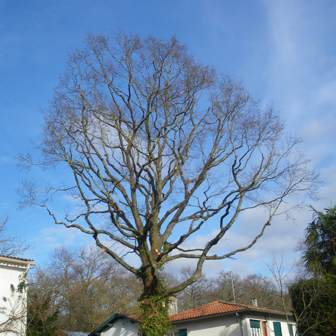 Taille douce des arbres en Pyrénées Atlantique 64 et Landes 40 2704 - ECHEGARAY Ñaño élagage