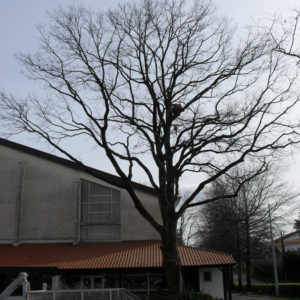 Taille douce des arbres en Pyrénées Atlantique 64 et Landes 40 515 - ECHEGARAY Ñaño élagage