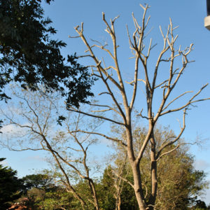 Taille en tête de chat des branches en Pyrénées Atlantique 64 et Landes 40 202 - ECHEGARAY Ñaño élagage