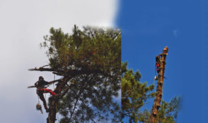 Equipes ECHEGARAY Ñaño élagage abattage image de fond Spécialiste des grands arbres