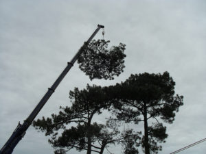 Abattage par démontage à la nacelle et grue en Pyrénées Atlantique 64 et Landes 40 4180 - ECHEGARAY Ñaño élagage