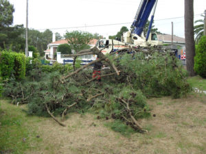 Abattage par démontage à la nacelle et grue en Pyrénées Atlantique 64 et Landes 40 4185 - ECHEGARAY Ñaño élagage