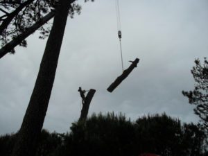 Abattage par démontage à la nacelle et grue en Pyrénées Atlantique 64 et Landes 40 4194 - ECHEGARAY Ñaño élagage