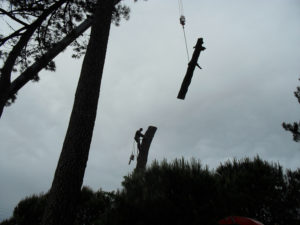 Abattage par démontage à la nacelle et grue en Pyrénées Atlantique 64 et Landes 40 4195 - ECHEGARAY Ñaño élagage