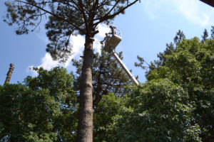 Abattage par démontage à la nacelle et grue en Pyrénées Atlantique 64 et Landes 40 865 - ECHEGARAY Ñaño élagage
