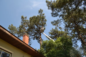 Abattage par démontage à la nacelle et grue en Pyrénées Atlantique 64 et Landes 40 869 - ECHEGARAY Ñaño élagage