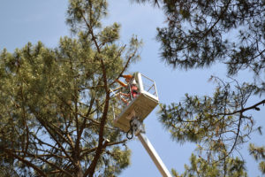 Abattage par démontage à la nacelle et grue en Pyrénées Atlantique 64 et Landes 40 870 - ECHEGARAY Ñaño élagage