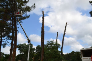 Abattage par démontage à la nacelle et grue en Pyrénées Atlantique 64 et Landes 40 876 - ECHEGARAY Ñaño élagage