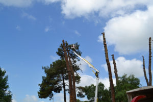 Abattage par démontage à la nacelle et grue en Pyrénées Atlantique 64 et Landes 40 886 - ECHEGARAY Ñaño élagage