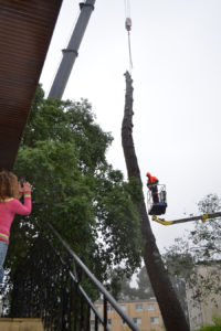 Abattage par démontage à la nacelle et grue en Pyrénées Atlantique 64 et Landes 40 971 - ECHEGARAY Ñaño élagage
