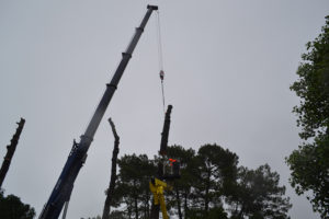 Abattage par démontage à la nacelle et grue en Pyrénées Atlantique 64 et Landes 40 991 - ECHEGARAY Ñaño élagage