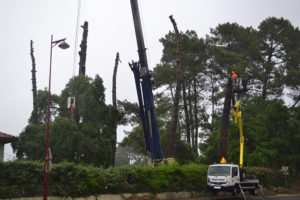 Abattage par démontage à la nacelle et grue en Pyrénées Atlantique 64 et Landes 40 995 - ECHEGARAY Ñaño élagage