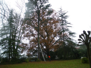 Abattage par démontage sur corde en Pyrénées Atlantique 64 et Landes 40 1037 - ECHEGARAY Ñaño élagage