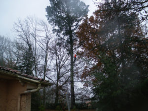 Abattage par démontage sur corde en Pyrénées Atlantique 64 et Landes 40 1052 - ECHEGARAY Ñaño élagage