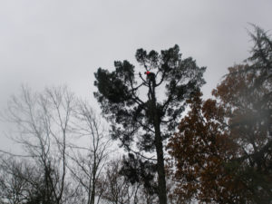 Abattage par démontage sur corde en Pyrénées Atlantique 64 et Landes 40 1068 - ECHEGARAY Ñaño élagage