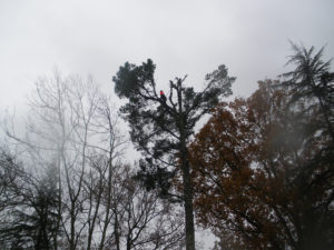 Abattage par démontage sur corde en Pyrénées Atlantique 64 et Landes 40 1071 - ECHEGARAY Ñaño élagage