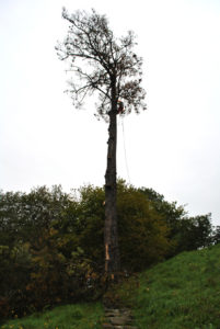 Abattage par démontage sur corde en Pyrénées Atlantique 64 et Landes 40 17 - ECHEGARAY Ñaño élagage