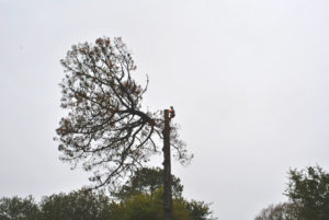 Abattage par démontage sur corde en Pyrénées Atlantique 64 et Landes 40 29-2 - ECHEGARAY Ñaño élagage