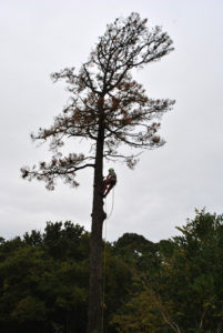 Abattage par démontage sur corde en Pyrénées Atlantique 64 et Landes 40 3 - ECHEGARAY Ñaño élagage