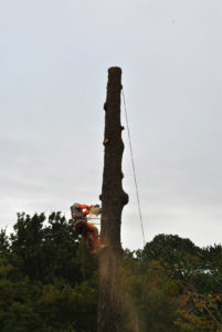 Abattage par démontage sur corde en Pyrénées Atlantique 64 et Landes 40 37 - ECHEGARAY Ñaño élagage