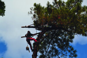 Abattage par démontage sur corde en Pyrénées Atlantique 64 et Landes 40 820 - ECHEGARAY Ñaño élagage