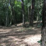Débroussaillage Pyrénées Atlantique 64 107 - ECHEGARAY Ñaño élagage