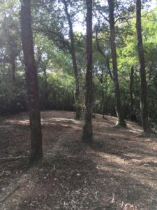 Débroussaillage Pyrénées Atlantique 64 118 - ECHEGARAY Ñaño élagage