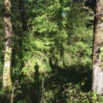 Débroussaillage Pyrénées Atlantique 64 78 - ECHEGARAY Ñaño élagage