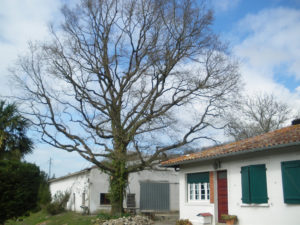 Taille douce des arbres en Pyrénées Atlantique 64 et Landes 40 2672 - ECHEGARAY Ñaño élagage