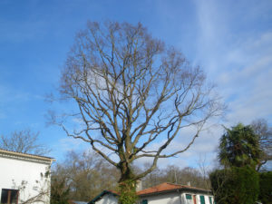 Taille douce des arbres en Pyrénées Atlantique 64 et Landes 40 2704 - ECHEGARAY Ñaño élagage