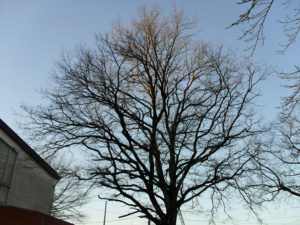 Taille douce des arbres en Pyrénées Atlantique 64 et Landes 40 490 - ECHEGARAY Ñaño élagage