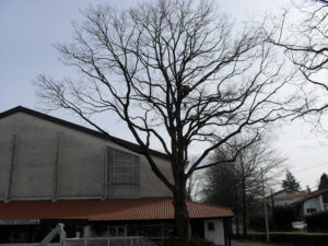 Taille douce des arbres en Pyrénées Atlantique 64 et Landes 40 515 - ECHEGARAY Ñaño élagage