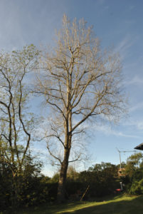 Taille en tête de chat des branches en Pyrénées Atlantique 64 et Landes 40 188 - ECHEGARAY Ñaño élagage