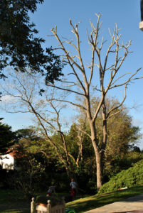 Taille en tête de chat des branches en Pyrénées Atlantique 64 et Landes 40 202 - ECHEGARAY Ñaño élagage