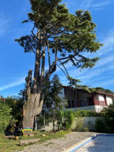 Débroussaillage, élagage et abattage d'arbres dans le Sud Landes et le Pays basque