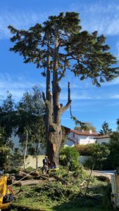 Tempête et abattage d'arbres dans le Sud Landes et le Pays basque