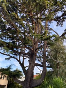 Tempête et abattage d'arbres dans le Pays basque et le Sud Landes