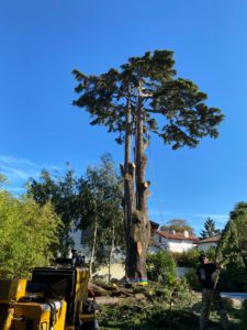 Abattage et travaux forestiers dans le Pays basque et le Sud Landes