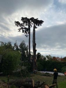 Abattage et travaux forestiers dans les Landes et le Pays basque