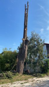 Elagage et abattage de grands arbres dans les Landes et le Pays basque