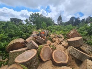 Abattage et élagage d'arbres, travaux forestiers au Pays Basque à Ustaritz